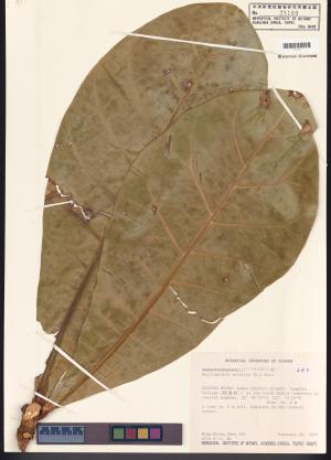 <a href="https://brmas.openmuseum.tw/muse/digi_object/a14a76f553ad2ae347c37cd22d746ddf" target="_blank">棋盤腳樹／中央研究院生物多樣性研究博物館植物標本館 (HAST)</a>