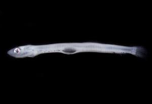 <a href="https://brmas.openmuseum.tw/muse/digi_object/aa5c2a92dcbfbf94cb8c38aac9c916f0" target="_blank">黃小沙丁魚／中央研究院生物多樣性研究博物館動物標本館 (ASIZ)</a>