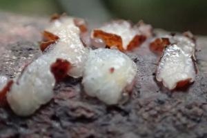 Propolis farinosa(粉澱蜂膠菌)