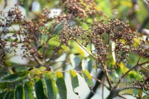 <a href="https://taieol.tw/muse/digi_object/b76f0588c70dac1b0f37ded4c03e4b75" target="_blank">食茱萸／By：陳育賢／臺灣物種名錄(TaiCOL)</a>