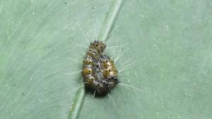 <a href="https://taieol.tw/muse/digi_object/cea19de0327ead547f308018e67f85cb" target="_blank">Checupa stegeri／By：maxhsieh／iNaturalist</a>