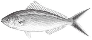 <a href="https://fishdb.sinica.edu.tw/muse/digi_object/a04c1c9f3e8addfdfb64c47ab87b4c2b" target="_blank">Caesio caerulaurea／By：鄭義郎／鄭義郎</a>