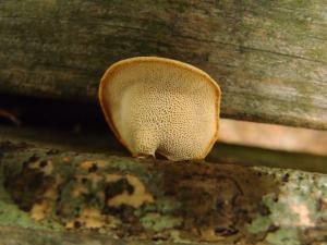 Polyporus alveolaris(大孔多孔菌)