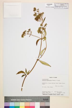 <a href="https://brmas.openmuseum.tw/muse/digi_object/a1f6d60d8704975ee8eeb802ffb1402f" target="_blank">禿敗醬／中央研究院生物多樣性研究博物館植物標本館 (HAST)</a>