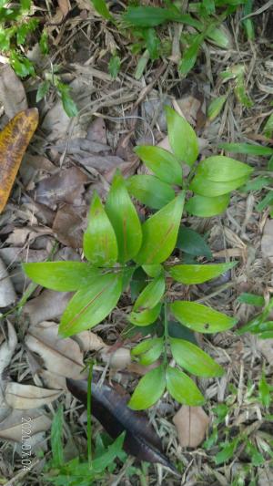 <a href="https://taieol.tw/muse/digi_object/99eb74df43a48849b3c06d0324e0fb80" target="_blank">竹柏／By：sandy-huiping／iNaturalist</a>