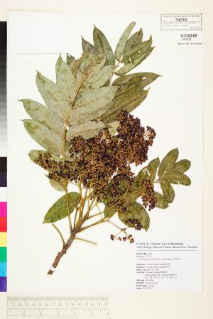 <a href="https://brmas.openmuseum.tw/muse/digi_object/a21bc890e125e55f791ce5c63d179e09" target="_blank">食茱萸／中央研究院生物多樣性研究博物館植物標本館 (HAST)</a>