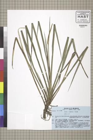 <a href="https://brmas.openmuseum.tw/muse/digi_object/a2372eb49089316aca97f064b622fdf0" target="_blank">石菖蒲(堯韭、昌陽)／中央研究院生物多樣性研究博物館植物標本館 (HAST)</a>