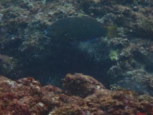 <a href="https://taieol.tw/muse/digi_object/eae82d1212d5b361fec4b226f22e481b" target="_blank">青斑阿南魚／By：pchi45／iNaturalist</a>
