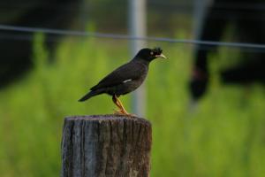 <a href="https://taieol.tw/muse/digi_object/02d661e4eb5670225e8b5ba8535c288e" target="_blank">八哥／By：batworker／iNaturalist</a>