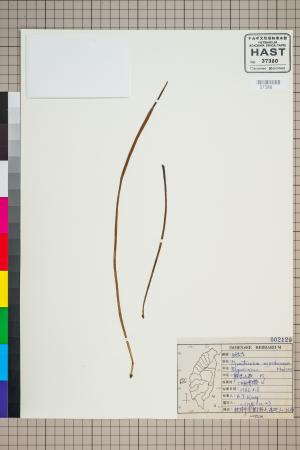 <a href="https://brmas.openmuseum.tw/muse/digi_object/a25a1ec8235f110ed37360fa49f61c22" target="_blank">二條線蕨／中央研究院生物多樣性研究博物館植物標本館 (HAST)</a>