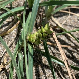 <a href="https://taieol.tw/muse/digi_object/dafa899542f2b0c4d7f39ae4ff6923e2" target="_blank">小海米／By：bunnytailgrass／iNaturalist</a>