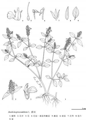 <a href="https://taieol.tw/muse/digi_object/6ac4599b246d9f7f1d4d9acba01b7a80" target="_blank">爵床／By：金門植物誌／金門國家公園管理處</a>