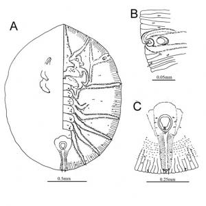 Rhachisphora sanhsiaensis  Ko, 1992  三峽脊粉蝨