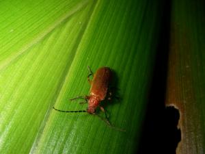 長角單爪菊虎 Habronychus longicornis (Okushima & Sato, 1999)