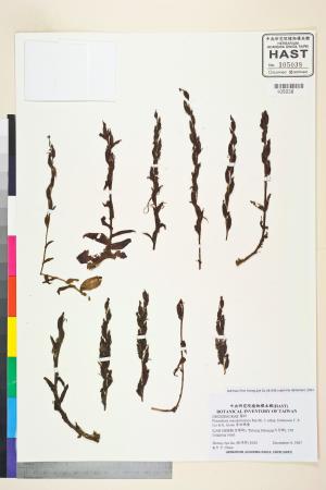 <a href="https://brmas.openmuseum.tw/muse/digi_object/a289090b56c3a8223079c64ebb476cdd" target="_blank">惠粉蝶蘭／中央研究院生物多樣性研究博物館植物標本館 (HAST)</a>