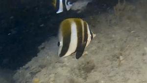 <a href="https://taieol.tw/muse/digi_object/5a3a4539d69286f53bde3c812463f17c" target="_blank">褐帶少女魚／By：r_lai／iNaturalist</a>