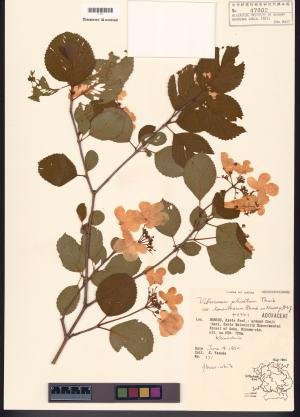 <a href="https://brmas.openmuseum.tw/muse/digi_object/a2b8f4971e7d35bfb1fe84d0f371a4d8" target="_blank">Viburnum plicatum／中央研究院生物多樣性研究博物館植物標本館 (HAST)</a>