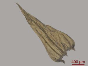 <a href="https://taieol.tw/muse/digi_object/2c5e369784161d6e3120327ecb6a4776" target="_blank">Palamocladium leskeoides (Hook.) E. Britton／By：姚奎宇／太魯閣國家公園管理處</a>