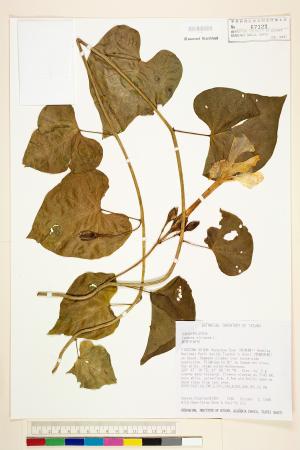 <a href="https://brmas.openmuseum.tw/muse/digi_object/a2c69ecb1446da5fae7b18523f6a6302" target="_blank">圓萼天茄兒／中央研究院生物多樣性研究博物館植物標本館 (HAST)</a>