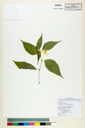 <a href="https://brmas.openmuseum.tw/muse/digi_object/a2d23ea8af5eb2e5e342e65d34a3d1b3" target="_blank">黃花鳳仙花／中央研究院生物多樣性研究博物館植物標本館 (HAST)</a>