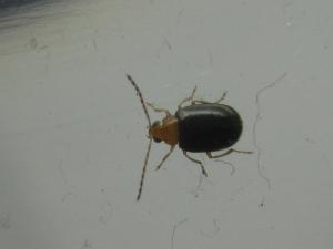 <a href="https://taieol.tw/muse/digi_object/bdb4c5a0b9c1e9e8f682cca1cc16e57c" target="_blank">Monolepta sasajii／By：陸錫峯／臺灣生命大百科</a>