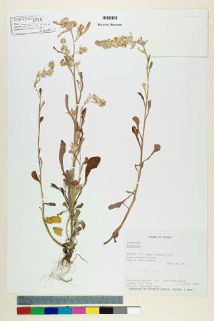 <a href="https://brmas.openmuseum.tw/muse/digi_object/a30046135bcef4182bd2e30316a9d365" target="_blank">鼠麴草屬／中央研究院生物多樣性研究博物館植物標本館 (HAST)</a>