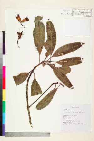 <a href="https://brmas.openmuseum.tw/muse/digi_object/a301bb59fe3e4fc39d33034fdfe79b50" target="_blank">細葉茶梨／中央研究院生物多樣性研究博物館植物標本館 (HAST)</a>