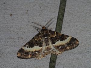 <a href="https://taieol.tw/muse/digi_object/4dbcd5783dbd643827914d94a74ae255" target="_blank">Harutalcis fumigata／By：max822／iNaturalist</a>
