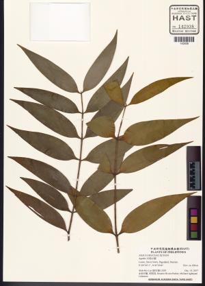 <a href="https://brmas.openmuseum.tw/muse/digi_object/a3391f9bb8a315970626eecde2ba5006" target="_blank">貝殼杉屬／中央研究院生物多樣性研究博物館植物標本館 (HAST)</a>