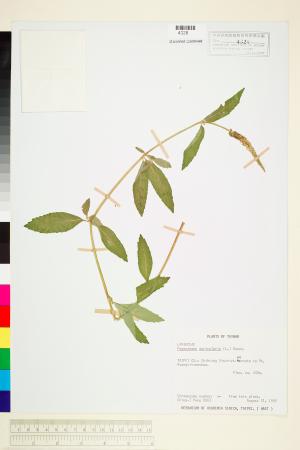 <a href="https://brmas.openmuseum.tw/muse/digi_object/a34fcee9136e36c4d02ade0f0c6b92c2" target="_blank">耳葉刺蕊草(密花節節紅)／中央研究院生物多樣性研究博物館植物標本館 (HAST)</a>