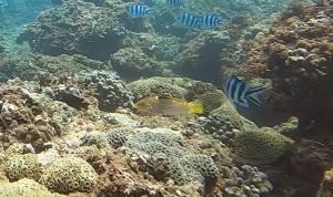 <a href="https://taieol.tw/muse/digi_object/1303c2d6e37abb3ed65ee1ea6a6b1ff9" target="_blank">雲斑海豬魚／By：pchi45／iNaturalist</a>