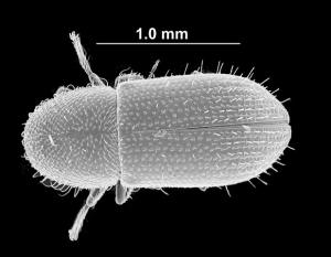 Coccotrypes vulgaris (Eggers, 1923)