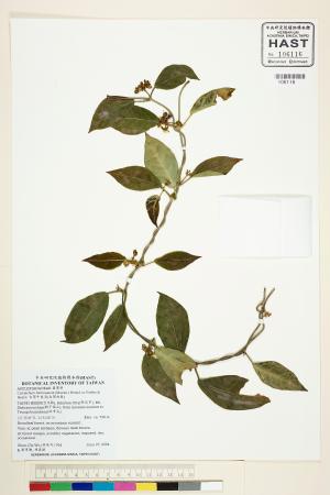 <a href="https://brmas.openmuseum.tw/muse/digi_object/a375ce60eece8b63d9cc033a9c30f831" target="_blank">台灣牛皮消(台灣白薇)／中央研究院生物多樣性研究博物館植物標本館 (HAST)</a>
