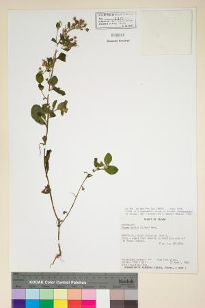 <a href="https://brmas.openmuseum.tw/muse/digi_object/a37a816b2f930f06c69819765ed26d86" target="_blank">柔毛艾納香／中央研究院生物多樣性研究博物館植物標本館 (HAST)</a>