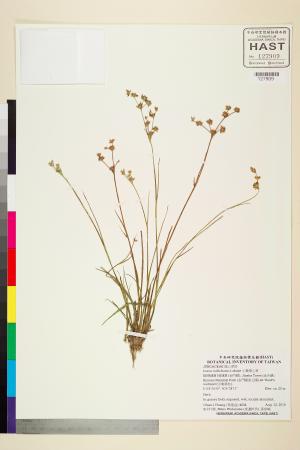 <a href="https://brmas.openmuseum.tw/muse/digi_object/a38e069a4c91e11776b115da428bc620" target="_blank">小葉燈心草／中央研究院生物多樣性研究博物館植物標本館 (HAST)</a>