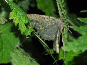<a href="https://taieol.tw/muse/digi_object/6842da2e48c59e41560e313c4ae96c0e" target="_blank">Gnophos caenosa／By：max822／iNaturalist</a>