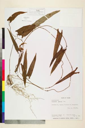 <a href="https://brmas.openmuseum.tw/muse/digi_object/a3cf453f11aeecd7f7ea5c57270af442" target="_blank">細葉野山藥／中央研究院生物多樣性研究博物館植物標本館 (HAST)</a>