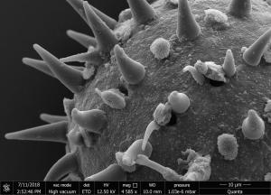 <a href="https://ntm-naturearchive.openmuseum.tw/muse/digi_object/6268cdf500aa2fc38fbb20e520047c5b" target="_blank">梵天花／國立臺灣博物館</a>