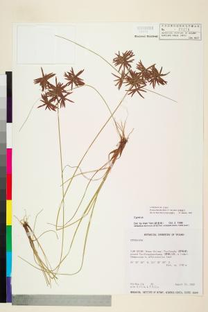 <a href="https://brmas.openmuseum.tw/muse/digi_object/a3e54bc3b0fe906ad4d53c2d88b5762c" target="_blank">球穗扁莎／中央研究院生物多樣性研究博物館植物標本館 (HAST)</a>