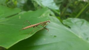 <a href="https://taieol.tw/muse/digi_object/b2afd555cea6a1cf02c33c2ca73a672a" target="_blank">棕污斑螳／By：xiaowei／iNaturalist</a>