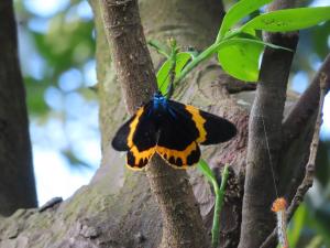 <a href="https://taieol.tw/muse/digi_object/2127289fce828d6c94a801fed1570466" target="_blank">橙帶藍尺蛾／By：naturalist14740／iNaturalist</a>
