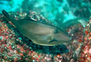 <a href="https://fishdb.sinica.edu.tw/muse/digi_object/1b5c0a9e4982c53524ba8023dbb26a07" target="_blank">Thamnaconus modestus@fishdb-media-12973／蔡正一</a>