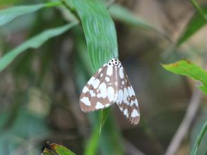 <a href="https://taieol.tw/muse/digi_object/7eb4fdb59cef4eb0e2b8087a5cb20597" target="_blank">大花斑蝶星燈蛾／By：ronin47／iNaturalist</a>