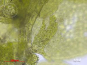 <a href="https://taieol.tw/muse/digi_object/3225bb66c1ce46d9995d008f27a42892" target="_blank">扁萼疣鱗蘚／By：楊嘉棟／農業部生物多樣性研究所</a>