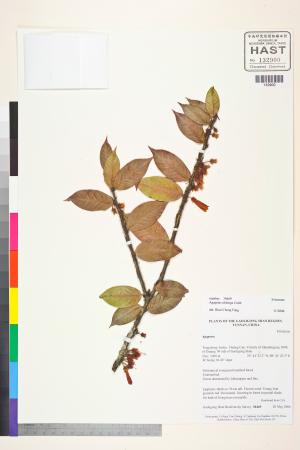 <a href="https://brmas.openmuseum.tw/muse/digi_object/a40b730b0a0b65e10a4cf0a7ce1cf550" target="_blank">舌石娥屬／中央研究院生物多樣性研究博物館植物標本館 (HAST)</a>