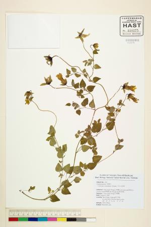 <a href="https://brmas.openmuseum.tw/muse/digi_object/a40bc29bf93c1a68862449f65030c38a" target="_blank">玉山山奶草／中央研究院生物多樣性研究博物館植物標本館 (HAST)</a>