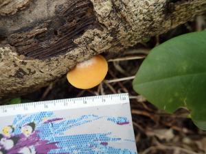 Crepidotus sulphurinus(硫磺色靴耳)