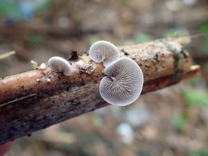 Crepidotus stipitatus(有柄靴耳)