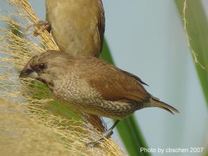 <a href="https://taieol.tw/muse/digi_object/54a52e9f030de89b47072b6c9c377127" target="_blank">斑文鳥／By：陳添財／臺灣物種名錄(TaiCOL)</a>