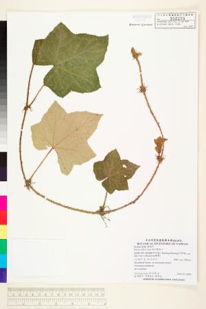 <a href="https://brmas.openmuseum.tw/muse/digi_object/a438ab903a28d2c50ed643faee477bca" target="_blank">棕紅懸鉤子／中央研究院生物多樣性研究博物館植物標本館 (HAST)</a>